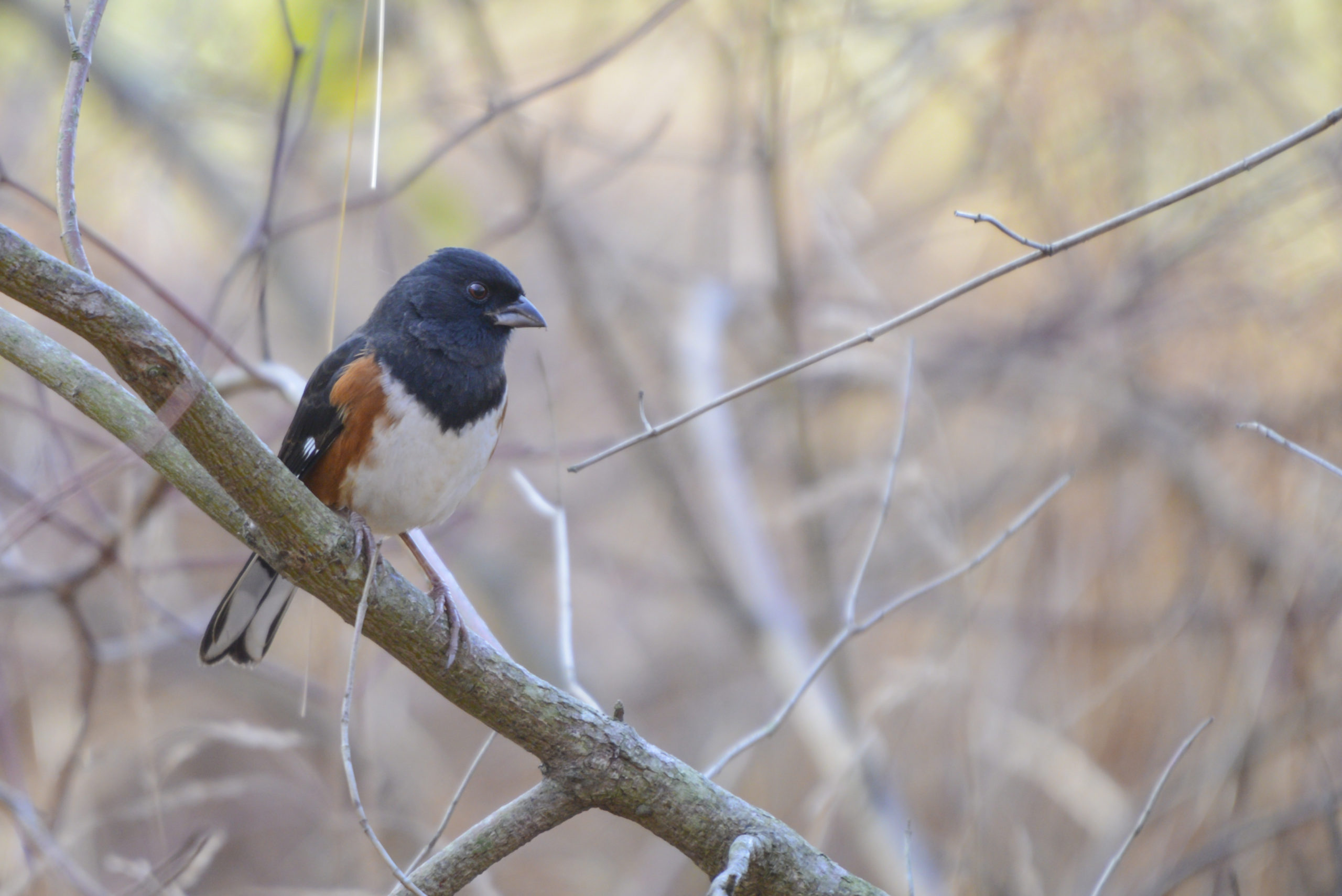 Photo of an Eastern Towhee sitting on a branch