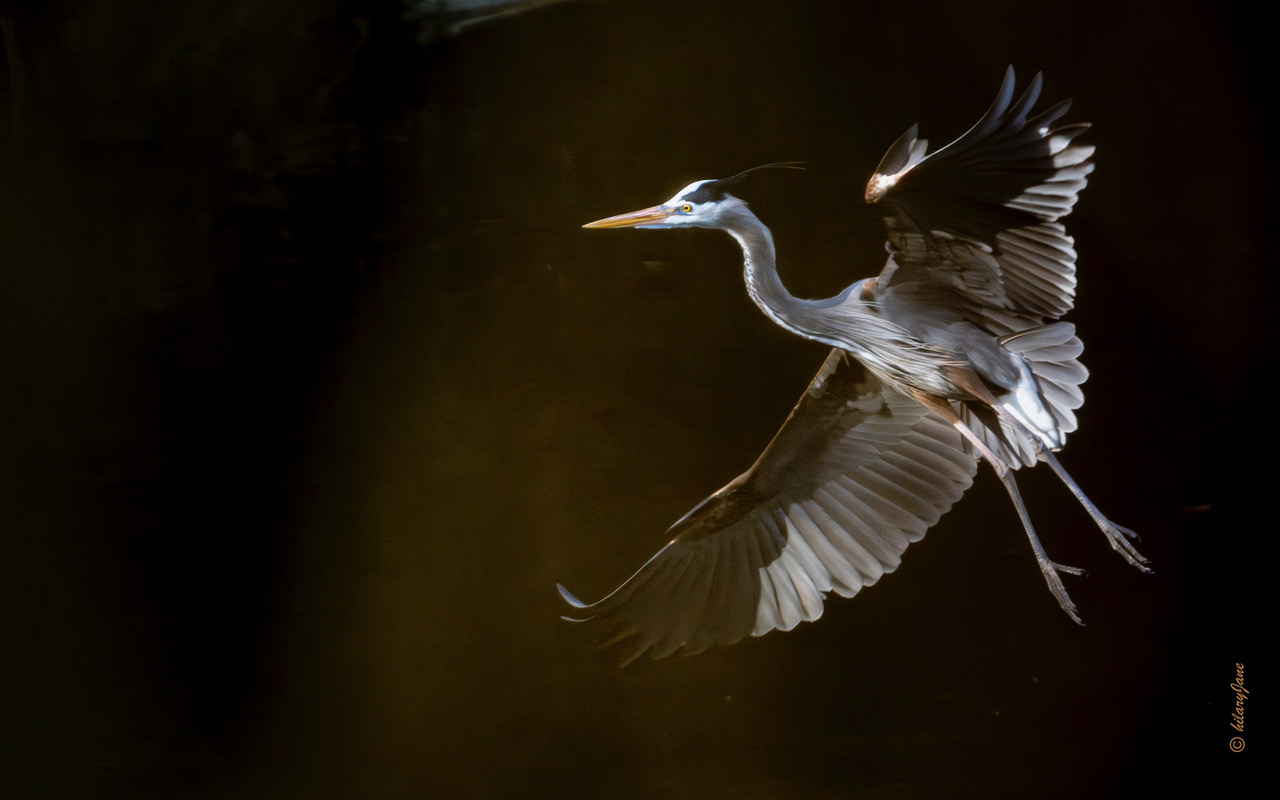 great blue heron in flight