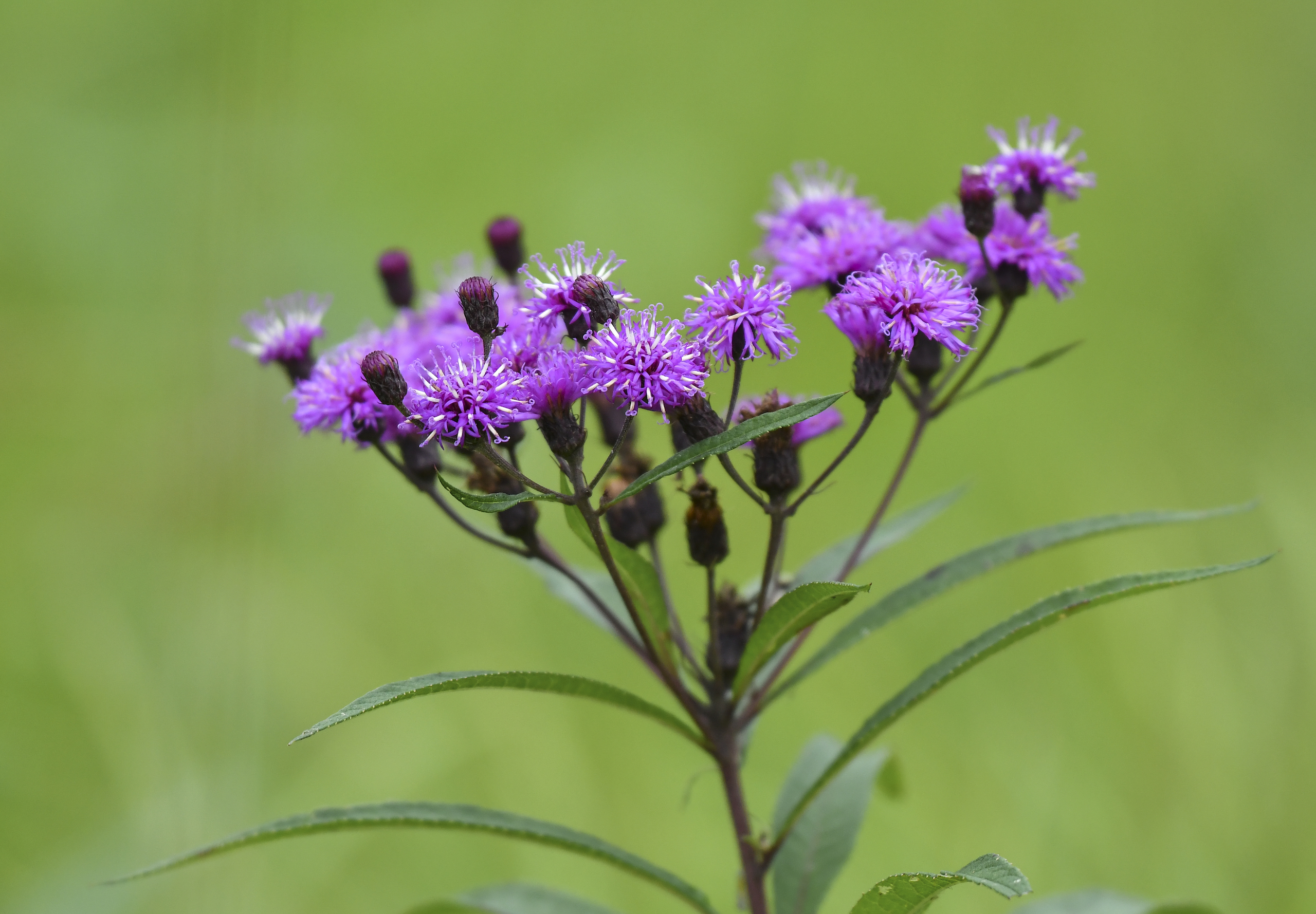 Image of a group of small purple flowers